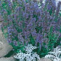 семена иссопа лекарственного Отрадный Семко