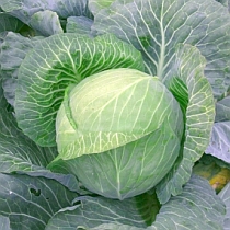 Семена капусты белокочанной Пруктор F1