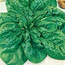 семена шпината Матадор