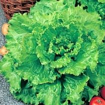 семена полукочанного салата Азарт