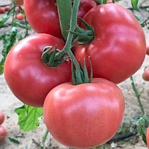 Семена томата Пинк Биф F1