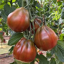 Семена томата Хинкали F1 коричневый