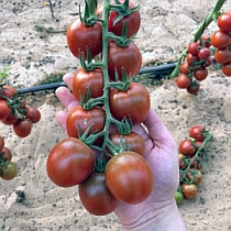 Семена томата Черри Тайгер F1