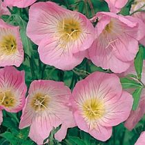 семена энотеры Ирина