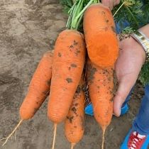 Семена моркови Шантенэ Роял