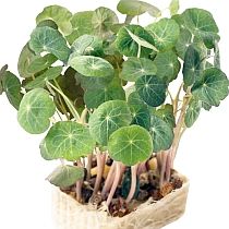 Семена микрозелени настурции Революция