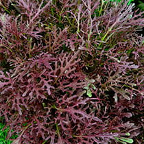 Семена капусты японской Мизуна Ред