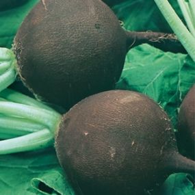 семена редьки черной Чернавка