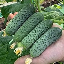 Семена огурца Паратунка F1