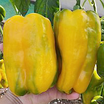 Семена перца сладкого Рубик F1