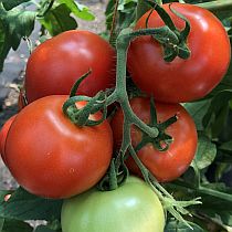 Семена томата Солар F1