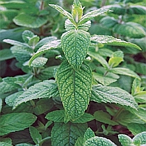 семена мяты длиннолистной Сиксти
