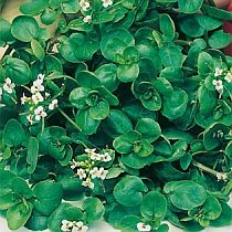 семена водяного кресса Гжельский Семко