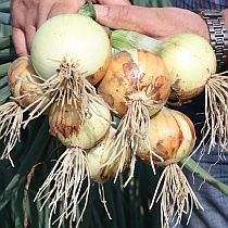 Семена репчатого лука Золотистый Семко F1