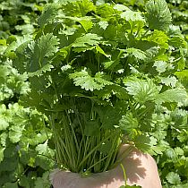 семена кориандра (кинзы) Крылатский Семко