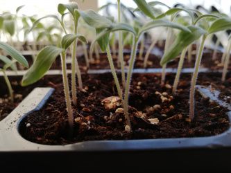 Антоциановая окраска сеянцев томата - маркер сортового качества.