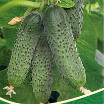 Семена огурца Премьер F1