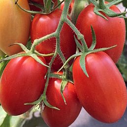 Семена томата Массаро F1