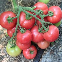 Семена томата Розовая Катя F1