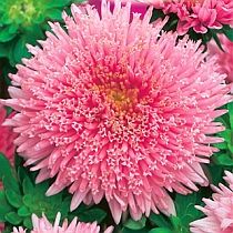 семена астры принцесса Свинг