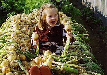 Лук-севок в продаже!