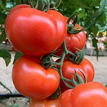 Семена томата Хиландар F1