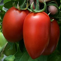 Семена томата Семко 2005 F1