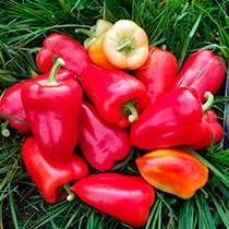 семена перца сладкого злата прага f1