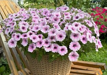 Всё об агротехнике петунии