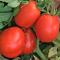 Семена ранних томатов Премиум 2000 F1