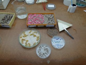 Государственные стандарты по проращиванию семян