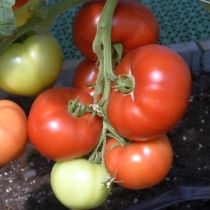 Семена томата Семко 99 F1