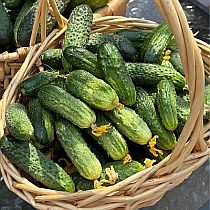 Семена огурца Поп Стар F1