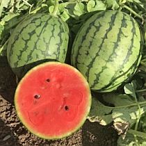Семена арбуза Саввин Вкус F1 
