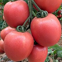 Семена томата Розовый Куб F1