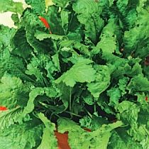 семена кресс-салата Мечта Дербента