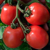 Семена томата Кубанец F1