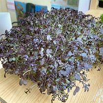 Семена микрозелени капусты японской Мизуна Красная 