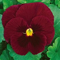 семена виолы Наташа