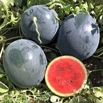 Семена арбуза Марбл F1