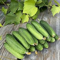 Семена огурца Соли Нас F1