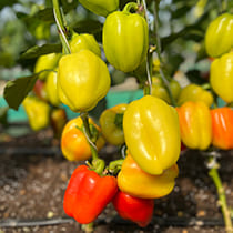 семена перца сладкого пересвет f1