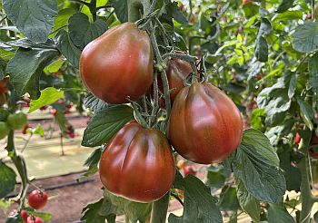 Семена томата Хинкали F1 коричневый в продаже!