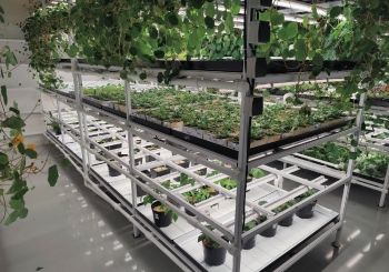 Сити-фермерство в агрокомбинате «Московский»