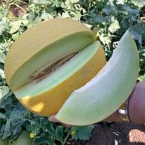 Семена дыни Спринт F1