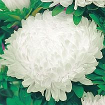 семена астры пионовидной Дюшес