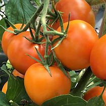 Семена томата Наранжести F1