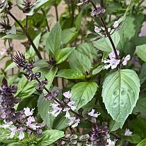 семена базилика Адриатика