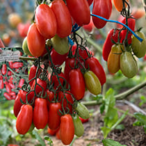 Семена томата Уникум F1