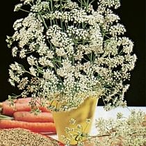 семена аниса Московский Семко